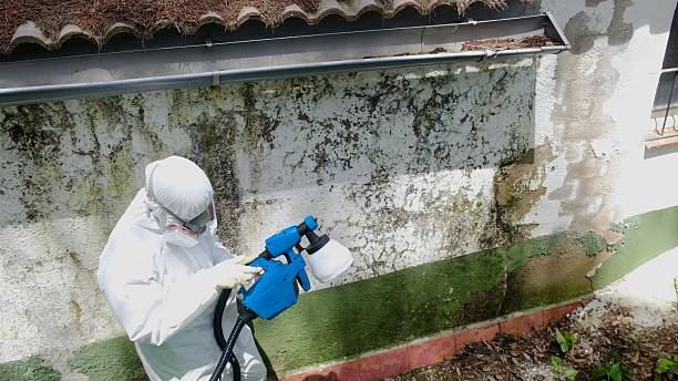 Trusted Basement Mold Remediation service in Waynesboro, PA - Cheap Mold Removal